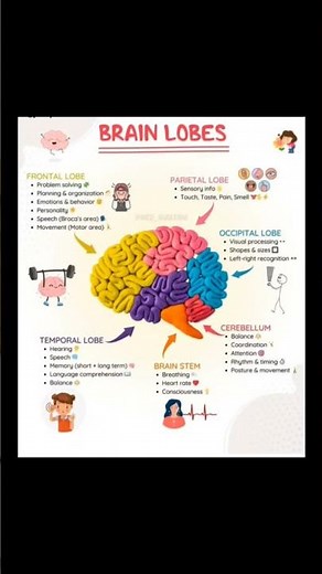 Brain Lobes and Their Functions | Frontal, Parietal, Temporal, Occipital Lobes Explained