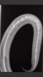 1.2K views | Interesting case of the day. Constipation in a ball python! | Dewdney Animal Hospital Ltd. | Facebook