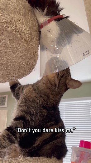 Sweet Lily's Antibiotic Journey