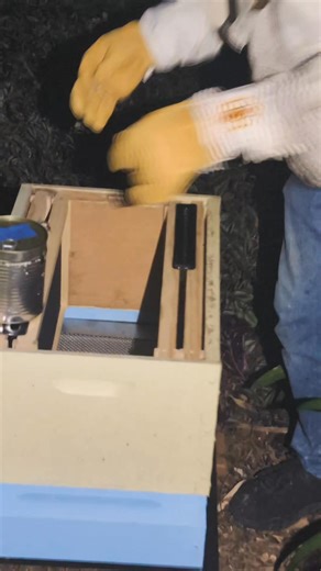 1.7K views · 15 reactions | Installing a package of bees 101 Here's Arty showing us how it's done. We remind you to install at night and remove Queen plastic cap. | Hornsby Beekeeping Supplies | Facebook