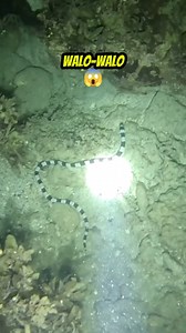 14K views · 79 reactions | Sea snake #underwater #reels #fishing | One Fish Adventure | Facebook