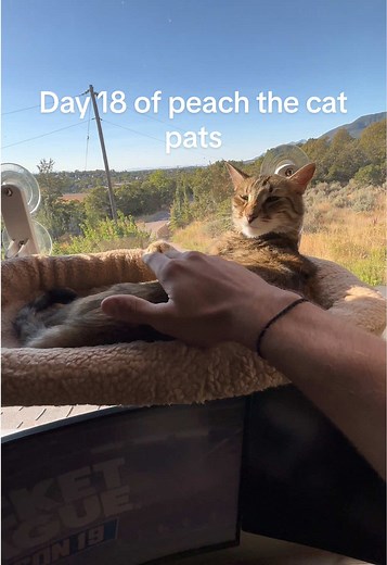 Pats for Peach the Cat: Day 18 Updates