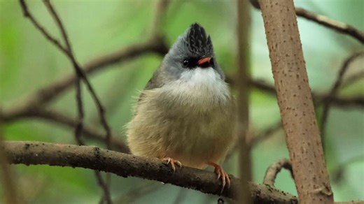 黑芝麻花生汤圆儿！