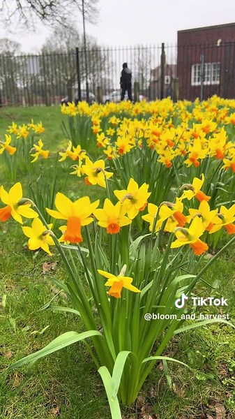 Thought it would be a nice relaxing “chill in the park” moment… Turned out to be literally chilling. Still cold enough that my hands were reminding me it’s not quite spring yet. 😅 Drop a comment and share what your weekend park walks look like. Follow for more quiet garden and nature moments. 🌱 #parkwalk #naturemoments #weekendnature #earlyspring #bloomandharvest