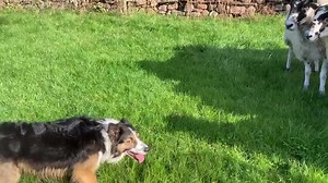 167K views · 2.8K reactions | DOGS UNDER PRESSURE: For students of...