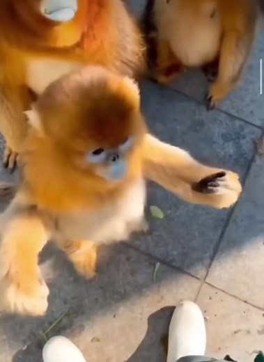Golden Snub Nosed Monkeys Holding Hands