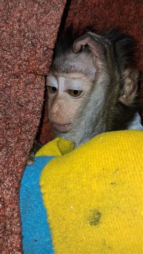 What are you thinking? hi baby monkey #babymonkey #cutebabymonkey | baby monpai