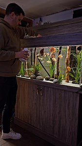 19K views · 4.2K reactions | Feeding the discus and threafin acara at @fishguyaquatics on my recent visit. Full fish room tour out on YouTube today. #aquarium #pond #aquariumhobby #aquariummaintenanceservice #aquariummaintenance #aquascape #fish #fishtank #fishkeeping #aquatic #aquariums #ponds #aquaticelements #plantedtank #tropicalfish #tropicalaquarium #discus #acara #fishkeeper #surrey | Aquatic Elements | Facebook