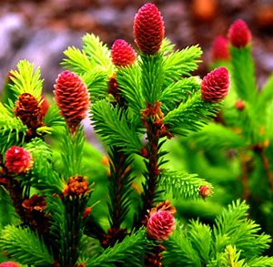 Picea abies 'Pusch' Dwarf Norway Spruce