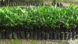 Brazilian Acai Palm Tree Seedlings Nursery Stock Footage Video (100% Royalty-free) 1077406544 | Shutterstock