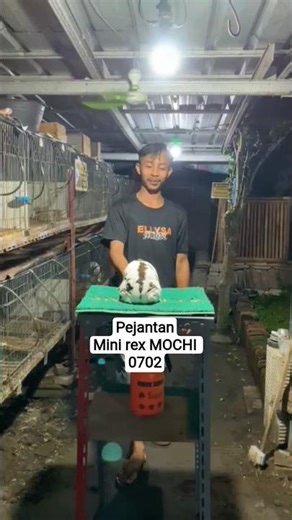pejantan MINI REX MOCHI 0702📸