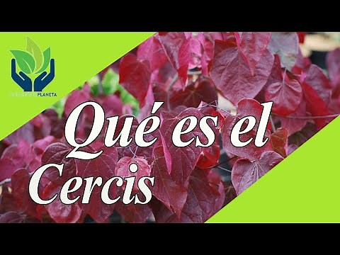 Cercis Siliquastrum: tipos, características, cuidados...