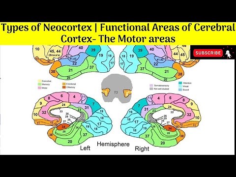 Types of Neocortex|Functional areas of Cerebral Cortex -The Motor areas|Their Connections |Functions