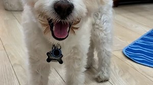 Dog, Pet, Animal. Free Stock Video
