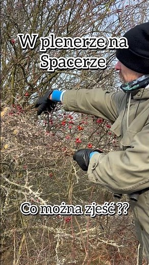 Dzika róża - jak rozpoznać i jeść . #nature #dzika #roza #shorts #zima #rośliny #rosliny