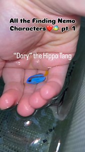 3.1K views · 852 reactions | Which finding Nemo character is your favorite?! #FindingNemo #ReefFish #AquariumLife #SaltwaterFish #FishTok | NYAquatic | Facebook