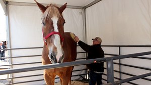 World's Tallest Horse, Big Jake, Dies in Wisconsin at Age 20