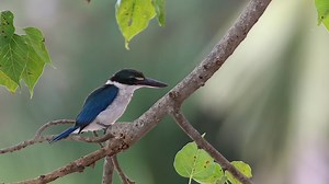 The melody of birds singing fills the air with joy and peace. 🐦🎶🌸 #BirdsSinging #NatureMelody #MorningSymphony #NaturalHarmony #Birdsong #PeacefulMoments #NatureLovers #OutdoorSerenade #WildlifeMusic #SereneSounds | Besties