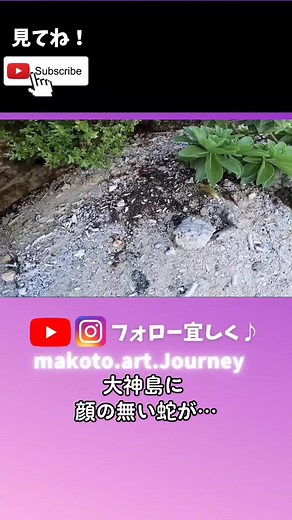 #大神島 #神の島 #立入禁止 #ヘビ #離島 #旅系youtube