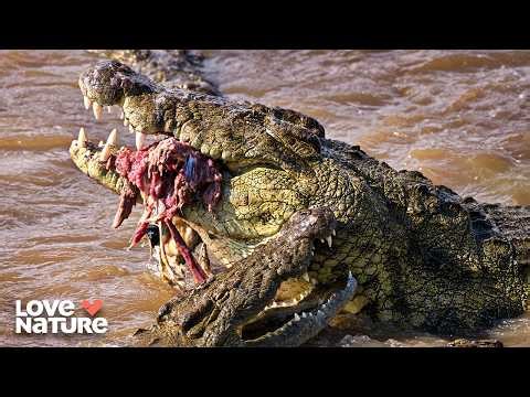 African Wild Dogs Enter Crocodile Infested Waters | Wild Dogs Running With The Pack 102
