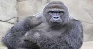 Harambe documentary to premiere at Cincinnati's Esquire Theatre later this month