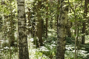 Kasvupaikkatyypit kertovat metsän tuottokyvystä ja sille sopivista puulajeista - Metsälehti