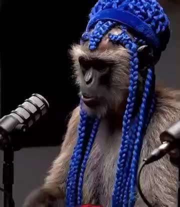 Do You Drink Beer? Podcast Conversation | RastaMonkey Jamaica