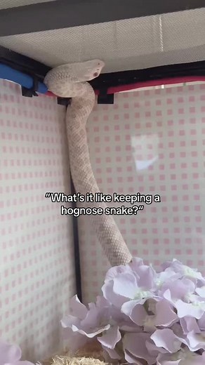 He is not aware that he didn’t evolve to climb #fyp #cute #snake #foryoupage