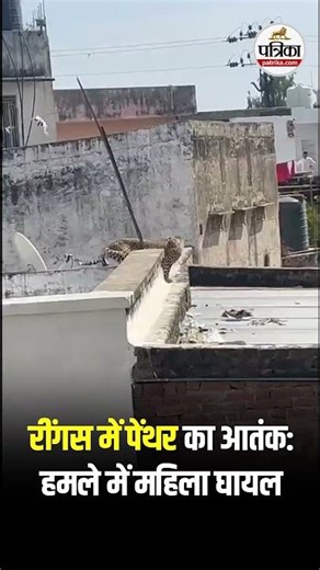 Sikar के रींगस में पेंथर का हमला, महिला घायल।Rajasthan Panther Attack
