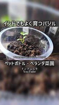 インドのベランダ菜園でペットボトル栽培でもよく育つスイートバジル、タイバジル、空芯菜・空心菜 #ペットボトル栽培