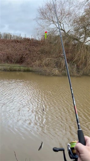 Dead-baiting for pike