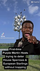 Invasive species like House Sparrows and European Starlings can be a major problem to Purple Martin colonies. Make sure you’re managing your colony properly. Learn more at www.purplemartin.org #purplemartins #housesparrow #europeanstarling #conservation #invasivespecies #birds | Purple Martin Conservation Association
