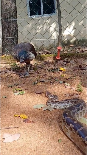 77K views · 275 reactions | Python sneaking on a peacock #reels #viral #foryou #explore #wildlife | Cyprian Toborre Godwin | Facebook