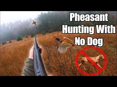 How to Hunt Pheasants Without a Dog