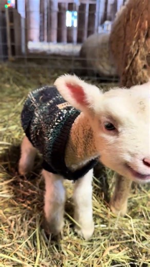 Cute baby lamb crying #lamb #animallovers #animallife #funny #babyfarmanimal