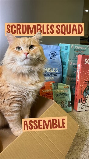 Scrumbles on Instagram: "Look what we found in the fridge*...it's our Scrumblicious Ambassadors 👏 A huge thank you to everyone who applied for our recent Ambassador search. We were absolutely blown away by all of your pawsome entries, you made it very hard to choose! We couldn't quite squeeze them all in (we need a bigger fridge) but meet some of our Scrumbles squad, who are on a journey to pretty poops! 👊 💩 @remi.green_ @theadventuresofsweep @katsuthekitty @freddie_daisy