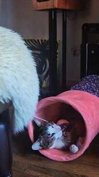 Time out😻😽💛 cat playtime
