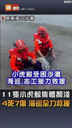 【地方】11隻小虎鯨集體擱淺 4死7傷海巡全力救援