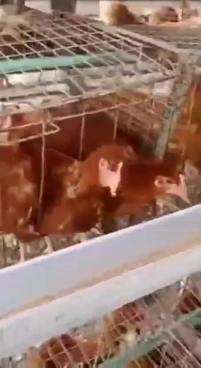 Poultry is lovely | Poultry Solution