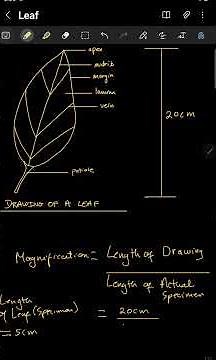 Calculating Magnification Scientific Drawing CXC CSEC Biology Integrated Science