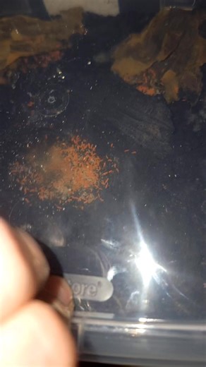 Yuukianura Aphoruroides Spanish Orange Springtails I have exclusively used clay for the cultures subrate with 100% success rate. I decided to give them some soil. And they LOVE it. Drainage layer of Crushed charcoal. Top with a mix of Organic topsoil, peat moss and 100% organic mushroom compost. | Zachary Barraza