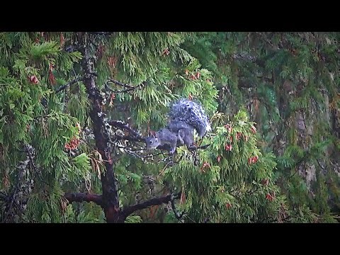Rainy Day Squirrel Hunting | Western Gray Squirrel Hunting Season 2025