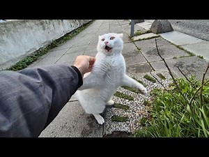 Angry White Cat is very Angry and Grumpy because it met the Other Cat.