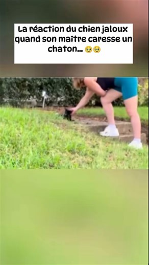 Ce chien est… 🥹🐶❤️ | Blackwolf and Ghost