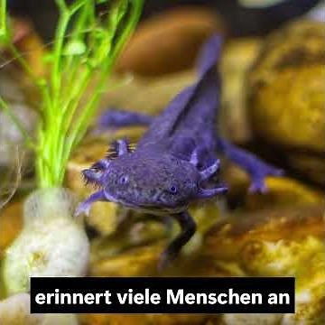 Das Geheimnis des Axolotls Das Tier, das sich selbst heilt