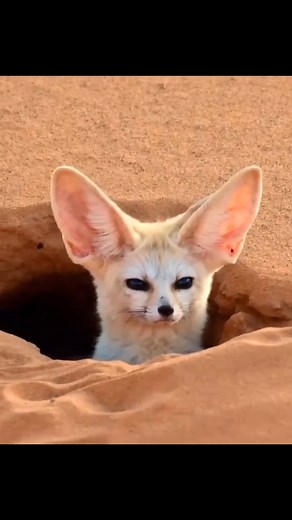 El zorro del desierto o fénec (Vulpes zerda) es una especie de mamífero carnívoro de la familia Canidae que habita en el desierto del Sáhara y península del Sinaí. Con sus características orejas, se trata de la especie más pequeña de su familia. Su pelaje, orejas y función renal están adaptadas a las condiciones físicas del desierto: temperaturas extremas y escasez hídrica. Las orejas le sirven como sistema de ventilación y refrigeración de la sangre que le ayuda a soportar las elevadas temperat