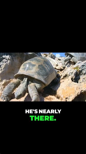 The deadly dash for shade! 🐢💨