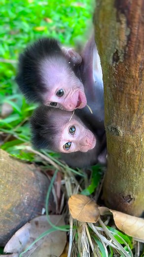 15K views · 279 reactions | ( #viralvideo #topvideoreel #monkey #amazingvideoreel #poormon #facebookviral #babymonkey #fypviralシ #littlebabymonkey #fy #cutemonkey #reelmonkey #pet #smartmonkey #animal #videoreel #cute #reel #tiktok | Irena R23 | Facebook