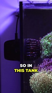63K views · 971 reactions | Is Flow KILLING Your Corals? We've been getting many questions about how to add flow to an aquarium. A wave maker can easily cause stress and even kill the corals inside of your reef tank if not done correctly. Josh explains everything you need to know about flow. How to know which wave maker is best for your tank and how to correctly use them. If you enjoyed the video, please like & subscribe to our channel. | World Wide Corals, Inc. | Facebook