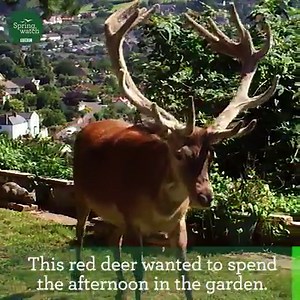 4.6M views · 7.6K reactions | Talk about making an entrance...  | BBC Springwatch | Facebook